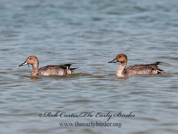 Anas acuta  NORTHERN PINTAIL 3004228z
