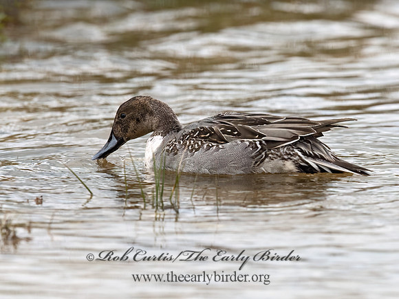 Anas acuta  NORTHERN PINTAIL 3027015z
