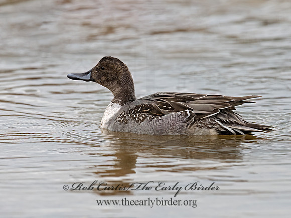 Anas acuta  NORTHERN PINTAIL 3027014z