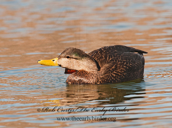Anas rubripes  AMERICAN BLACK DUCK 3001453