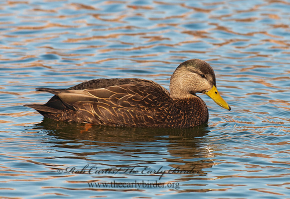 Anas rubripes  AMERICAN BLACK DUCK 3001460