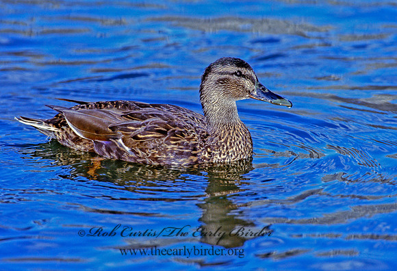 Anas rubripes  AMERICAN BLACK DUCK 1280012