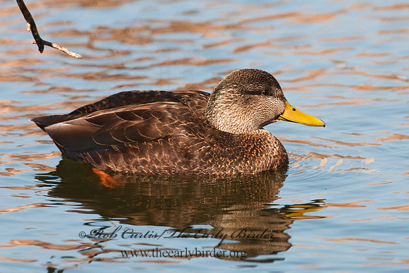 Anas rubripes  AMERICAN BLACK DUCK 3001465