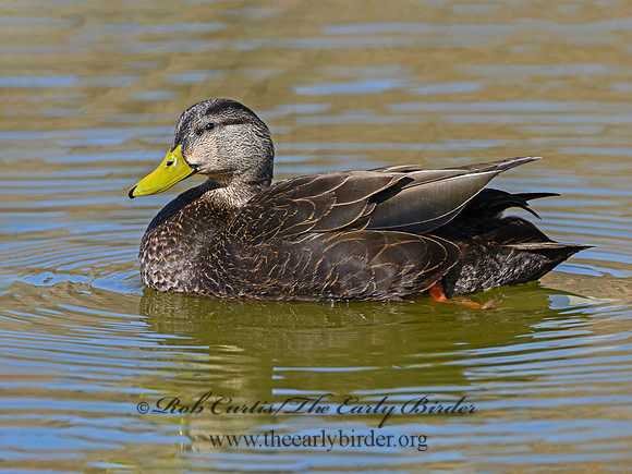 Anas rubripes  AMERICAN BLACK DUCK 1301192