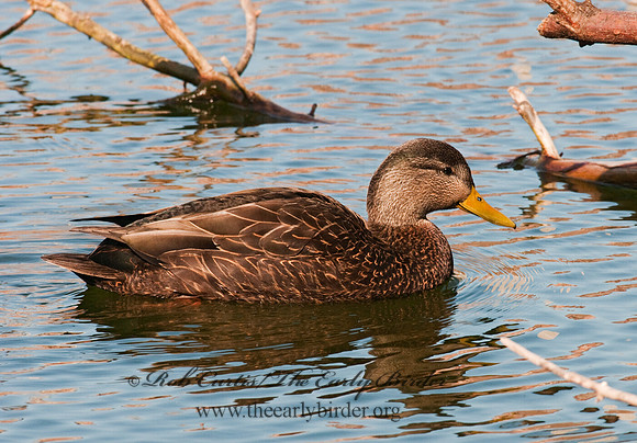 Anas rubripes  AMERICAN BLACK DUCK 3001462