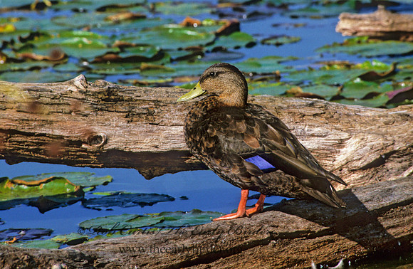 Anas rubripes  AMERICAN BLACK DUCK 294033