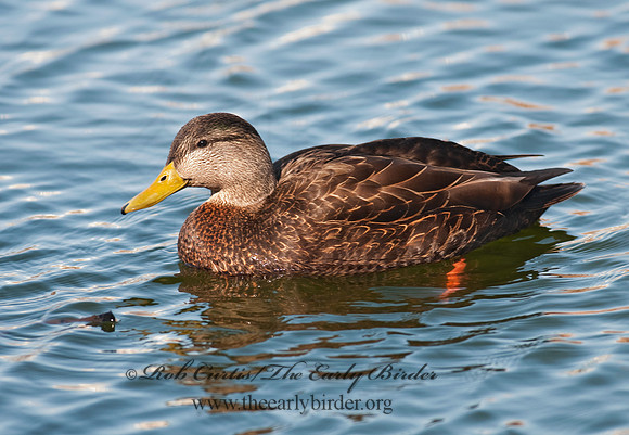Anas rubripes  AMERICAN BLACK DUCK 3001467
