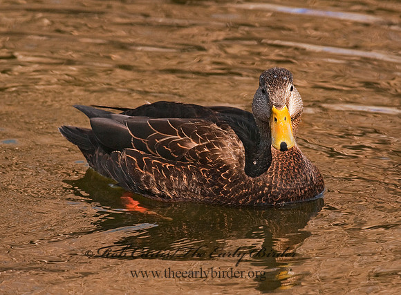 Anas rubripes  AMERICAN BLACK DUCK 3001473