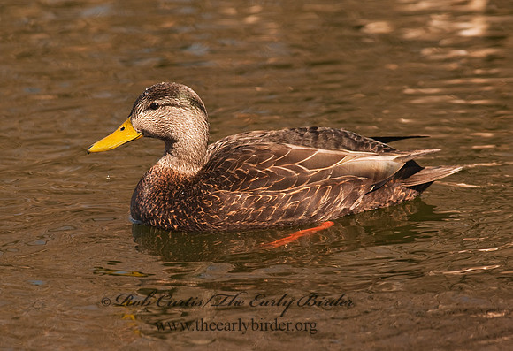 Anas rubripes  AMERICAN BLACK DUCK 3001475