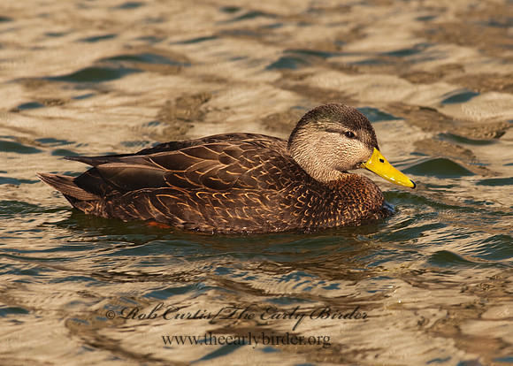 Anas rubripes  AMERICAN BLACK DUCK 3001479