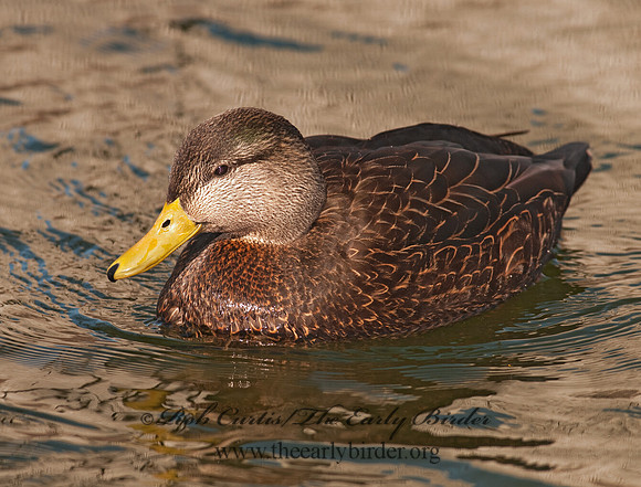 Anas rubripes  AMERICAN BLACK DUCK 3001483