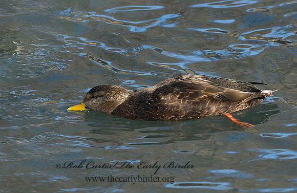 Anas rubripes  AMERICAN BLACK DUCK 7013763