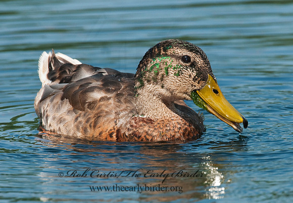 Anas rubripes  AMERICAN BLACK DUCK 3002691