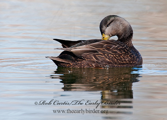 Anas rubripes  AMERICAN BLACK DUCK 8021377