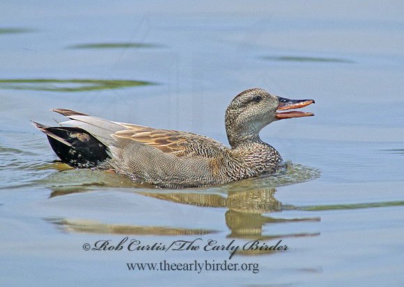Mareca strepera  GADWALL 106833
