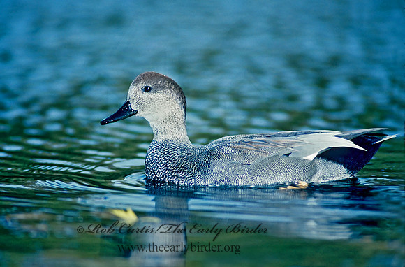 Mareca strepera  GADWALL 82921
