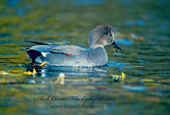 Mareca strepera  GADWALL 82927