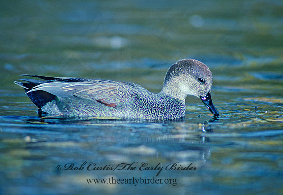 Mareca strepera  GADWALL 82932