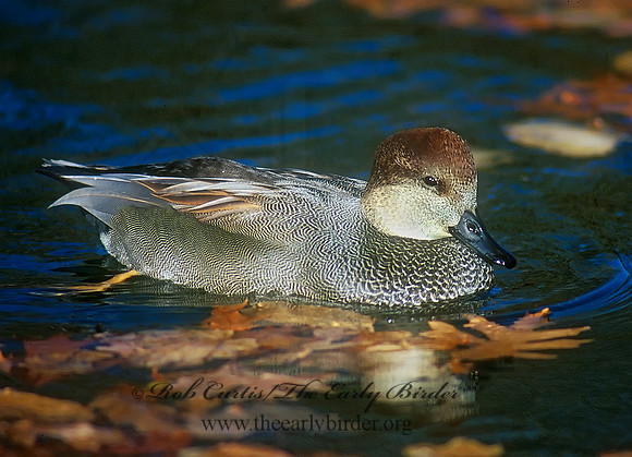 Mareca strepera  GADWALL 117926