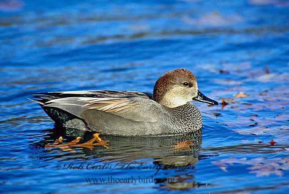 Mareca strepera  GADWALL 117922