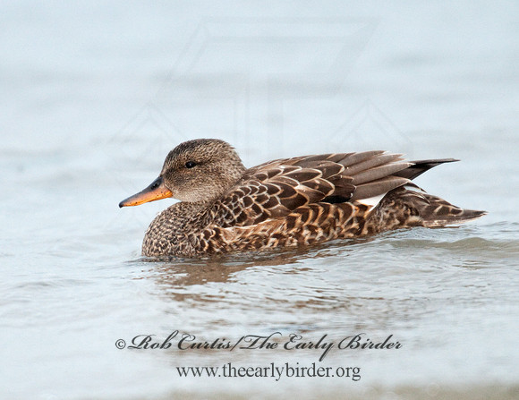 Mareca strepera  GADWALL 3005496