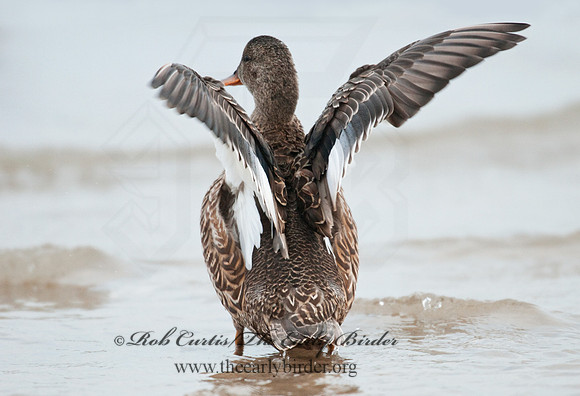 Mareca strepera  GADWALL 3005511