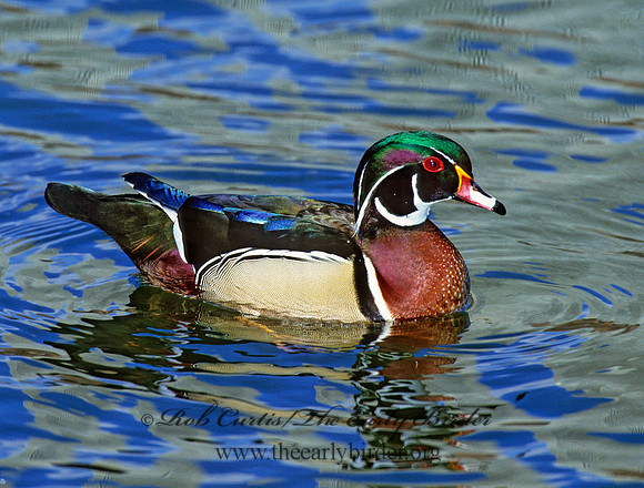 Aix sponsa  WOOD DUCK 1279932