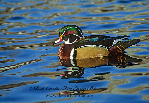 Aix sponsa  WOOD DUCK 64932