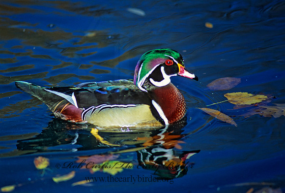 Aix sponsa  WOOD DUCK 117821