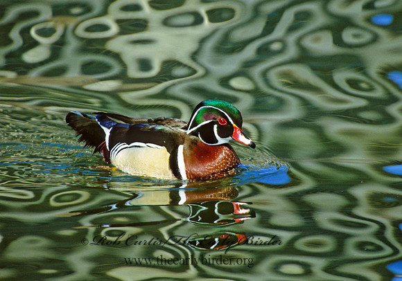 Aix sponsa  WOOD DUCK 297437