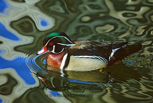 Aix sponsa  WOOD DUCK 297507