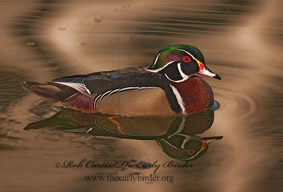 Aix sponsa  WOOD DUCK 3001439