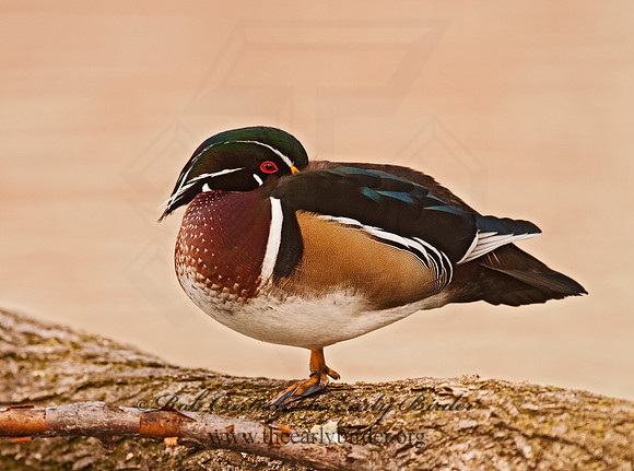 Aix sponsa  WOOD DUCK 3001420