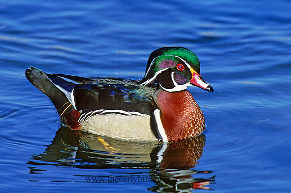 Aix sponsa  WOOD DUCK 1279937