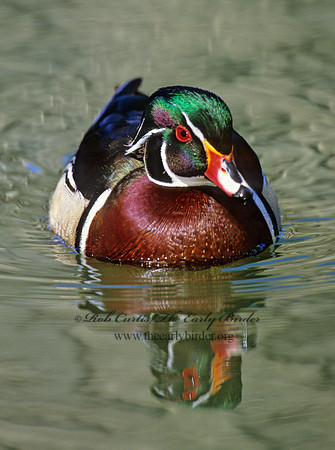 Aix sponsa  WOOD DUCK 1281709