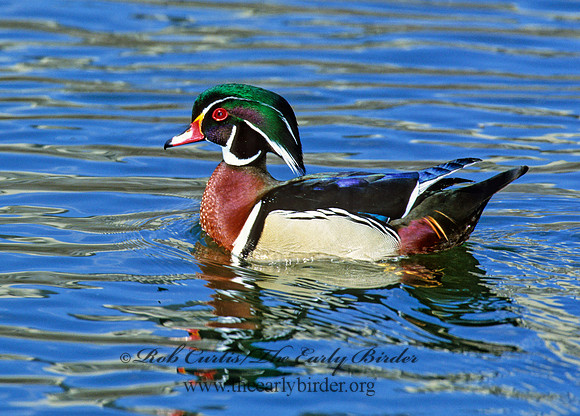 Aix sponsa  WOOD DUCK 1280017