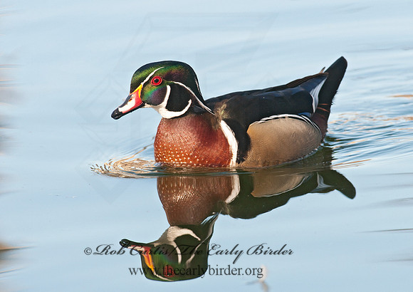 Aix sponsa  WOOD DUCK 3001447