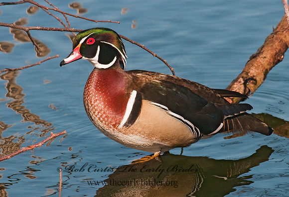 Aix sponsa  WOOD DUCK 3001458