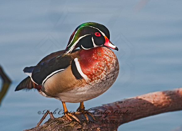 Aix sponsa  WOOD DUCK 3001532