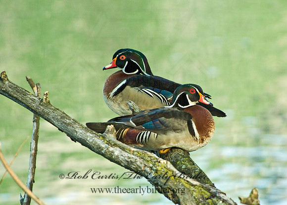 Aix sponsa  WOOD DUCK 4000689