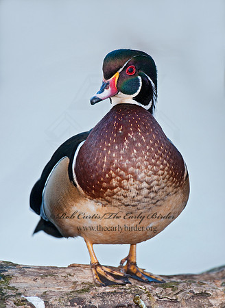 Aix sponsa  WOOD DUCK 3006785