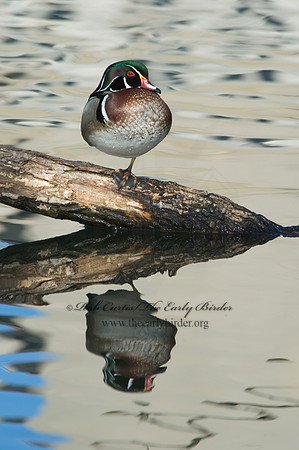 Aix sponsa  WOOD DUCK 5004970