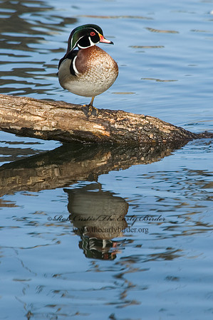Aix sponsa  WOOD DUCK 5004975