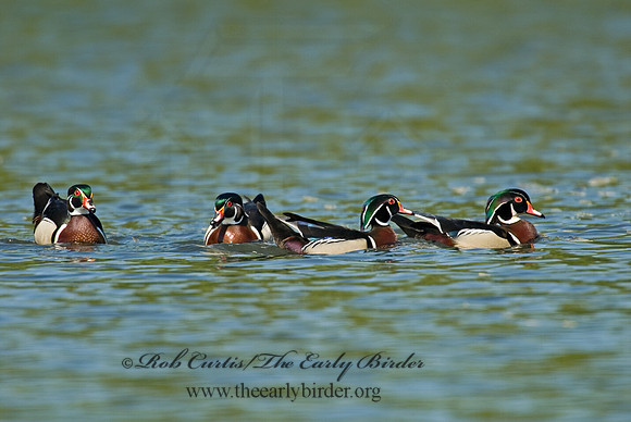 Aix sponsa  WOOD DUCK 6004485