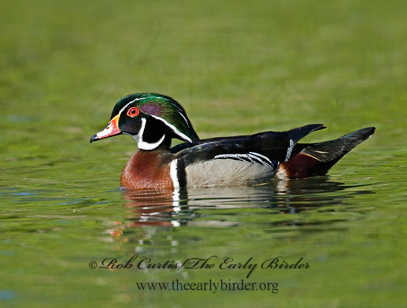 Aix sponsa  WOOD DUCK 6004486
