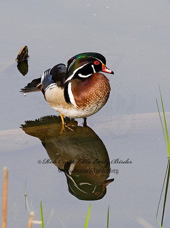 Aix sponsa  WOOD DUCK 7016190