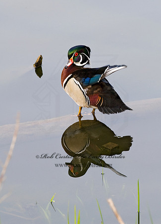 Aix sponsa  WOOD DUCK 7016196