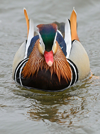 Aix galericulata  MANDARIN DUCK 1300703