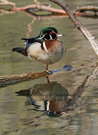 Aix sponsa  WOOD DUCK 7016259