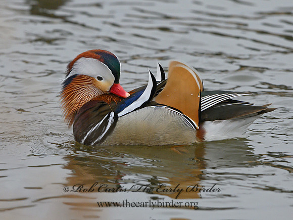 Aix galericulata  MANDARIN DUCK 1300702